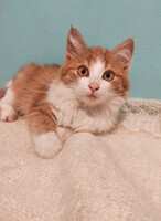 Собаки и кошки в добрые руки