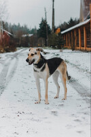 Собаки и кошки в добрые руки