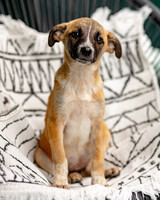 Собаки и кошки в добрые руки