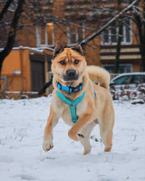 Собаки и кошки в добрые руки