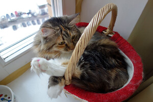 Собаки и кошки в добрые руки