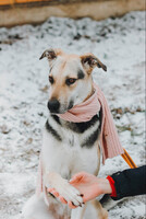 Собаки и кошки в добрые руки