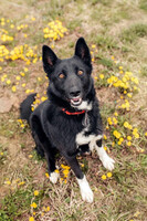 Собаки и кошки в добрые руки