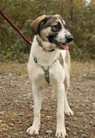 Собаки и кошки в добрые руки