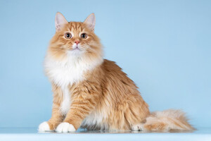 Собаки и кошки в добрые руки