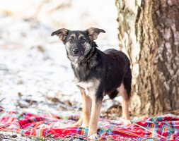 Собаки и кошки в добрые руки