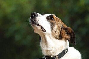 Собаки и кошки в добрые руки