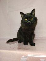 Собаки и кошки в добрые руки