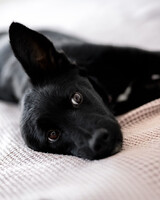 Собаки и кошки в добрые руки