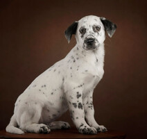 Собаки и кошки в добрые руки