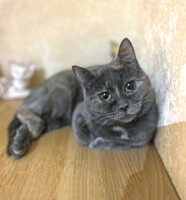 Собаки и кошки в добрые руки