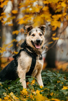 Собаки и кошки в добрые руки