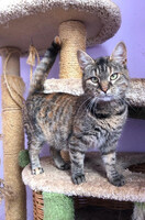 Собаки и кошки в добрые руки