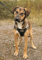 Собаки и кошки в добрые руки