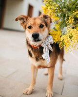 Собаки и кошки в добрые руки