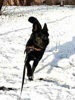 Собаки и кошки в добрые руки