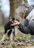 Собаки и кошки в добрые руки