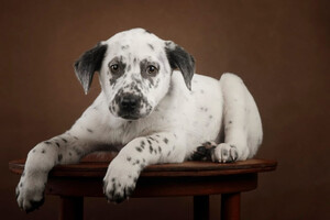 Собаки и кошки в добрые руки