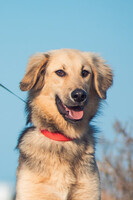 Собаки и кошки в добрые руки