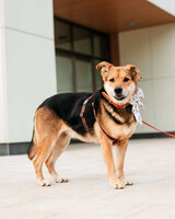 Собаки и кошки в добрые руки