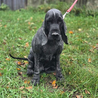 Собаки и кошки в добрые руки