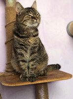 Собаки и кошки в добрые руки