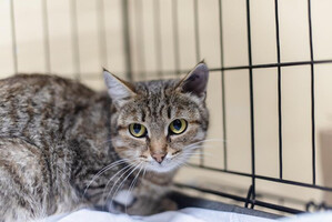 Собаки и кошки в добрые руки