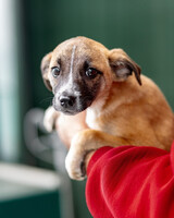 Собаки и кошки в добрые руки