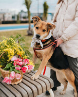 Собаки и кошки в добрые руки