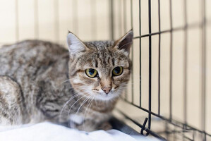 Собаки и кошки в добрые руки