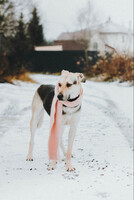 Собаки и кошки в добрые руки