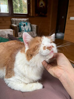 Собаки и кошки в добрые руки