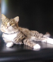 Собаки и кошки в добрые руки