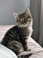 Собаки и кошки в добрые руки