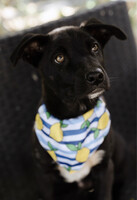 Собаки и кошки в добрые руки