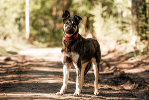Собаки и кошки в добрые руки