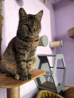 Собаки и кошки в добрые руки