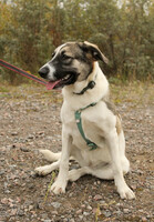 Собаки и кошки в добрые руки