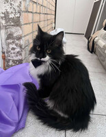 Собаки и кошки в добрые руки