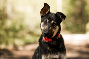 Собаки и кошки в добрые руки