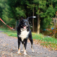 Собаки и кошки в добрые руки