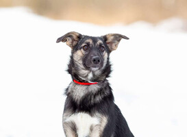 Собаки и кошки в добрые руки