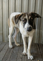 Собаки и кошки в добрые руки