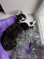 Собаки и кошки в добрые руки