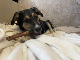 Собаки и кошки в добрые руки