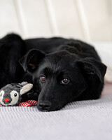 Собаки и кошки в добрые руки