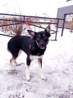 Собаки и кошки в добрые руки