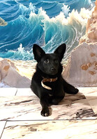 Собаки и кошки в добрые руки