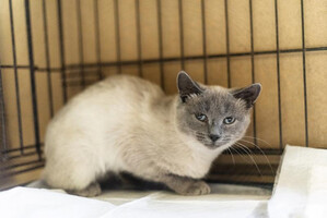 Собаки и кошки в добрые руки