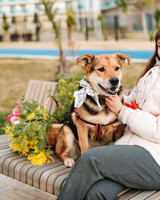 Собаки и кошки в добрые руки